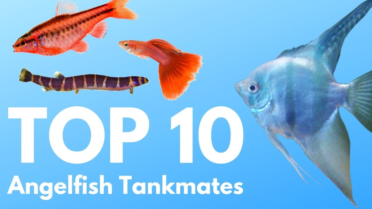 Effective Large Aquarium Decorations to Enhance Your 2025 Tank