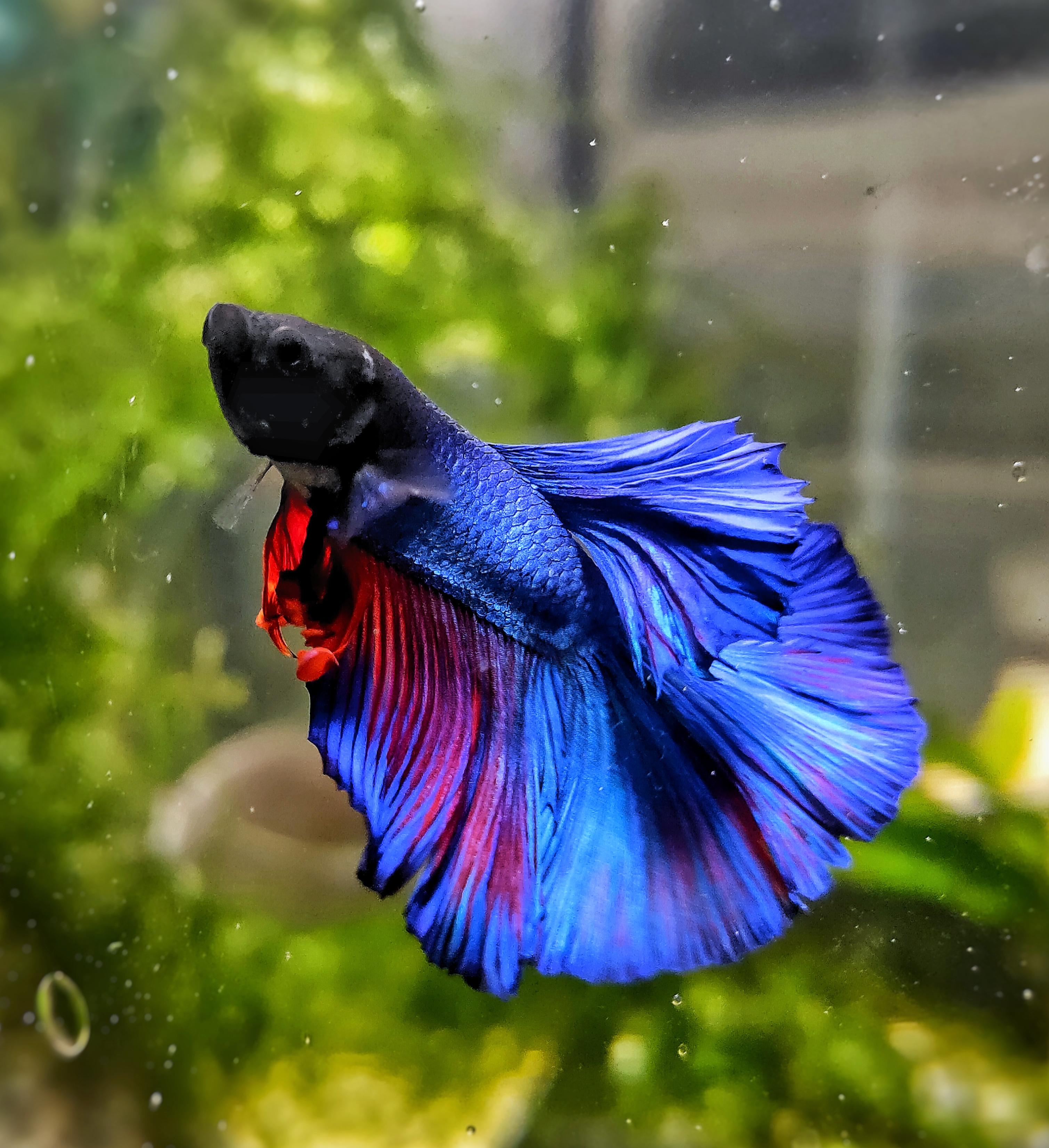 What Does Fish Eat