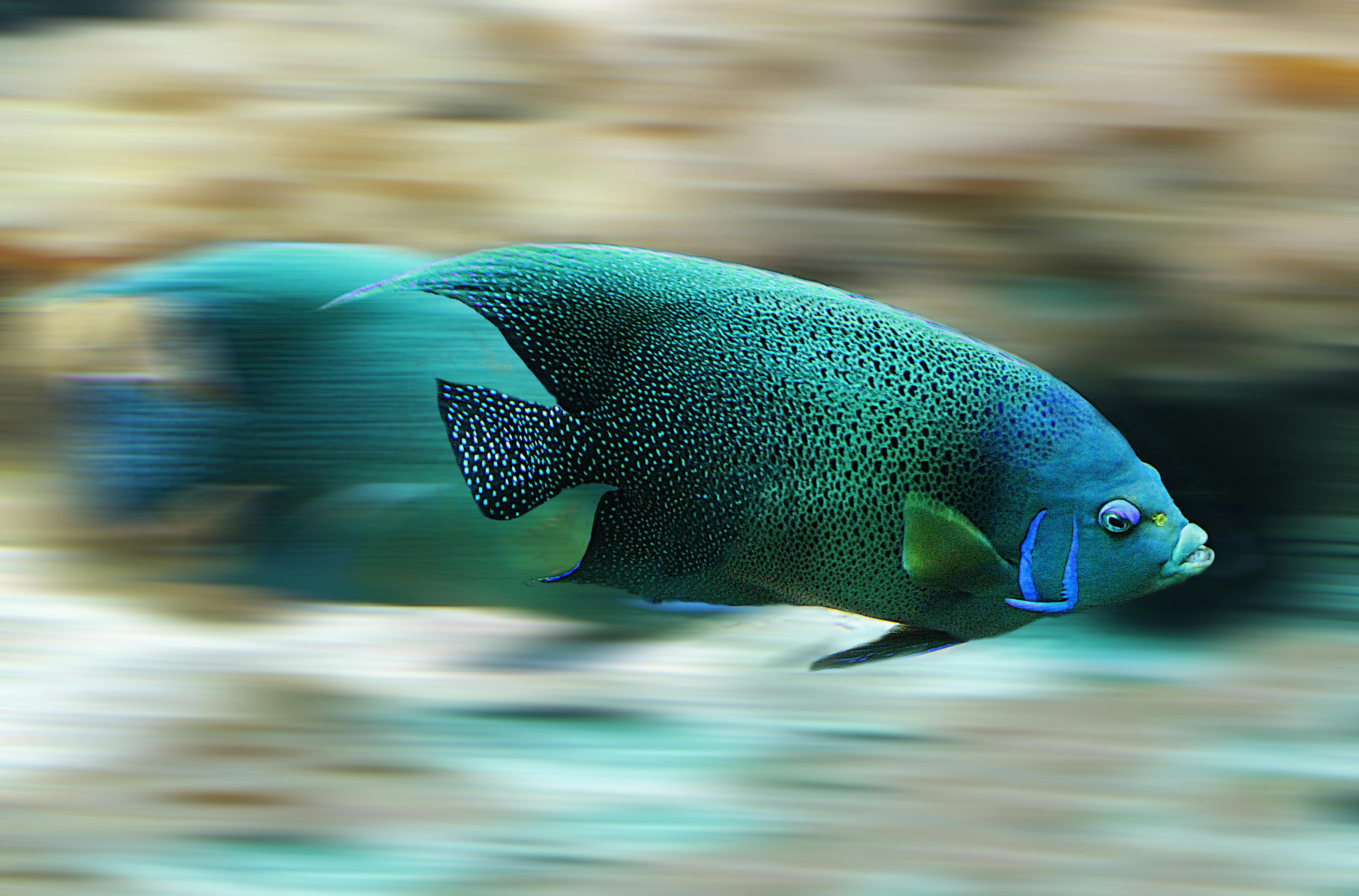Pea Puffer Care