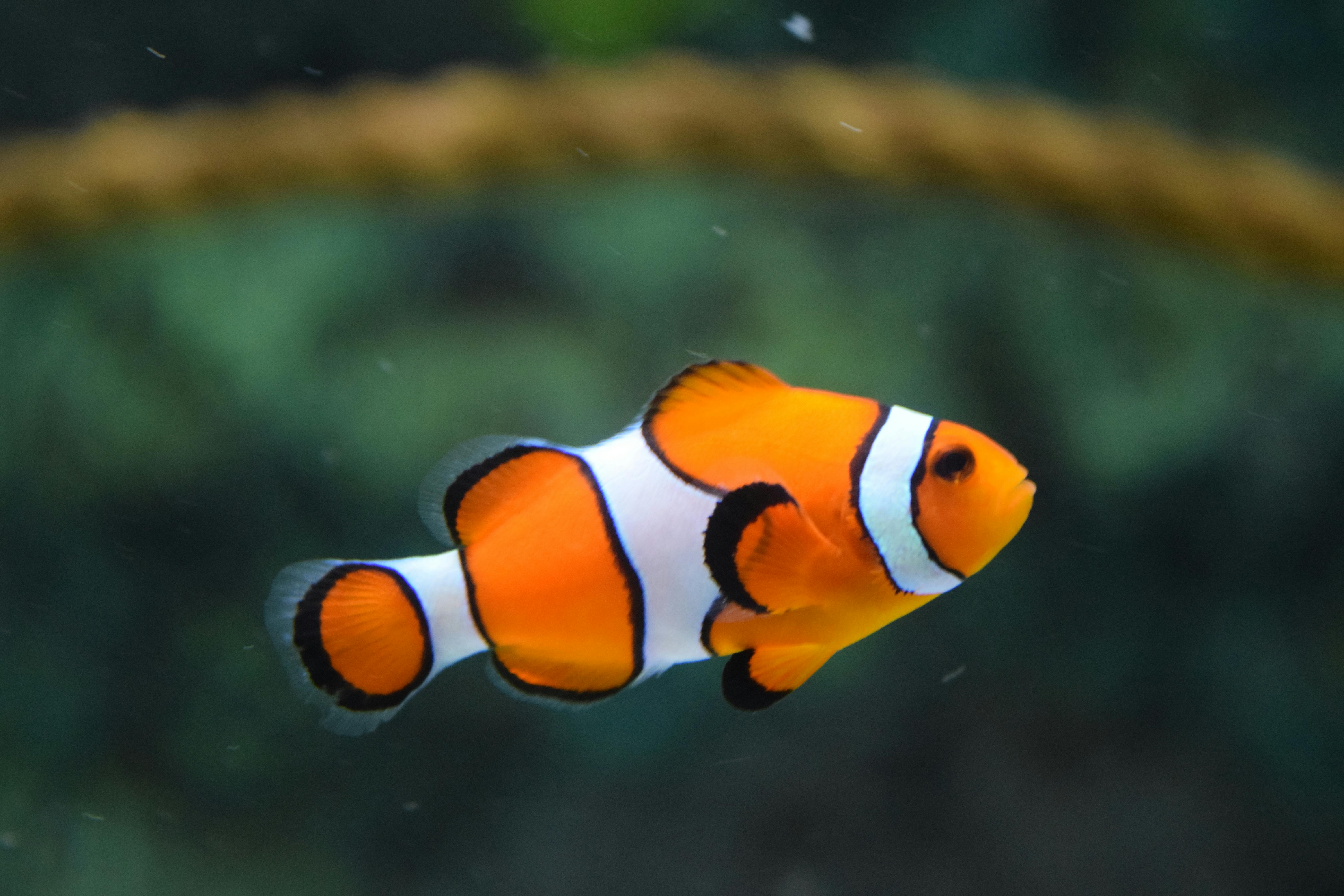 Smart Guide to Explore Sailfish vs Swordfish: Top Differences in 2025