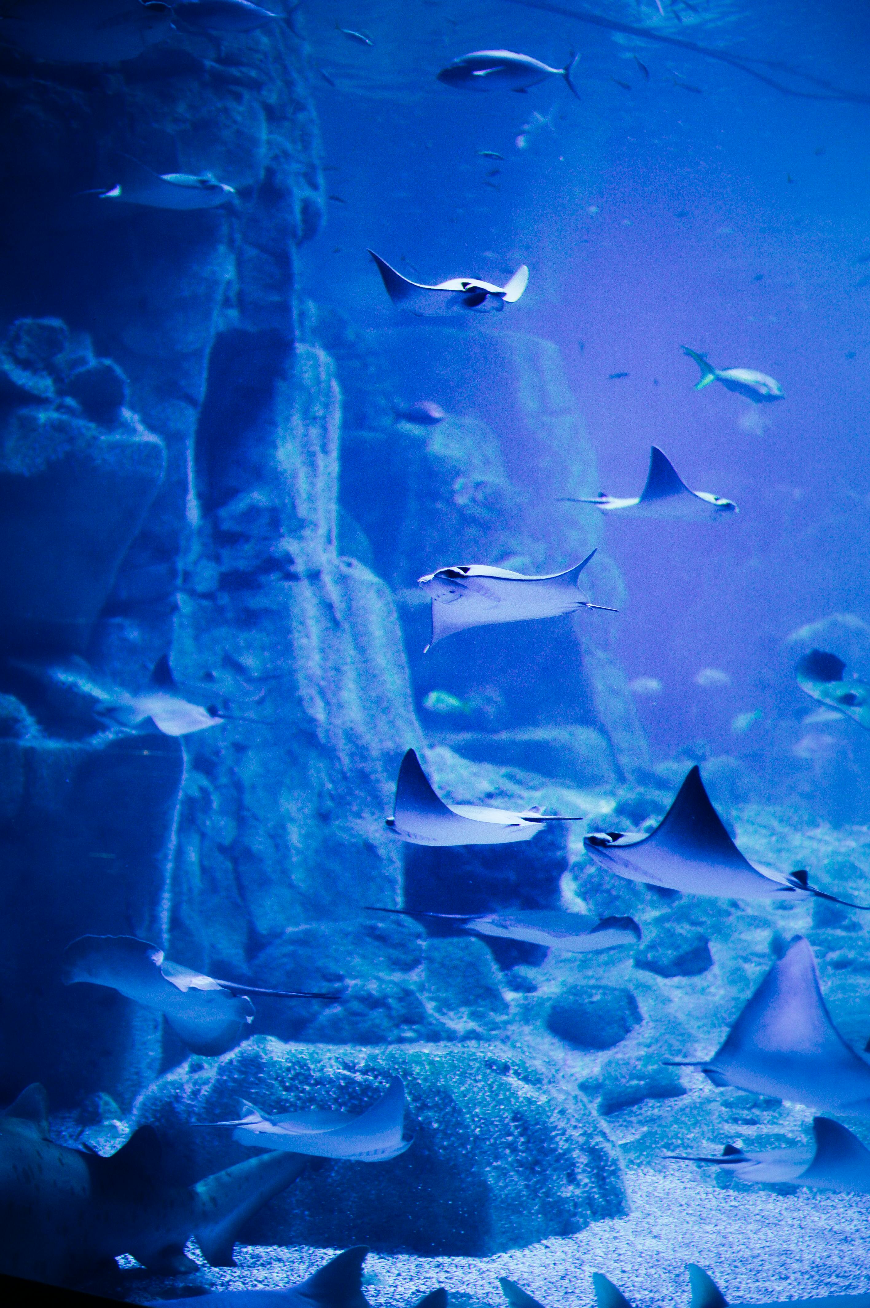 Best 5 Ways to Shop Fish Near You in 2025