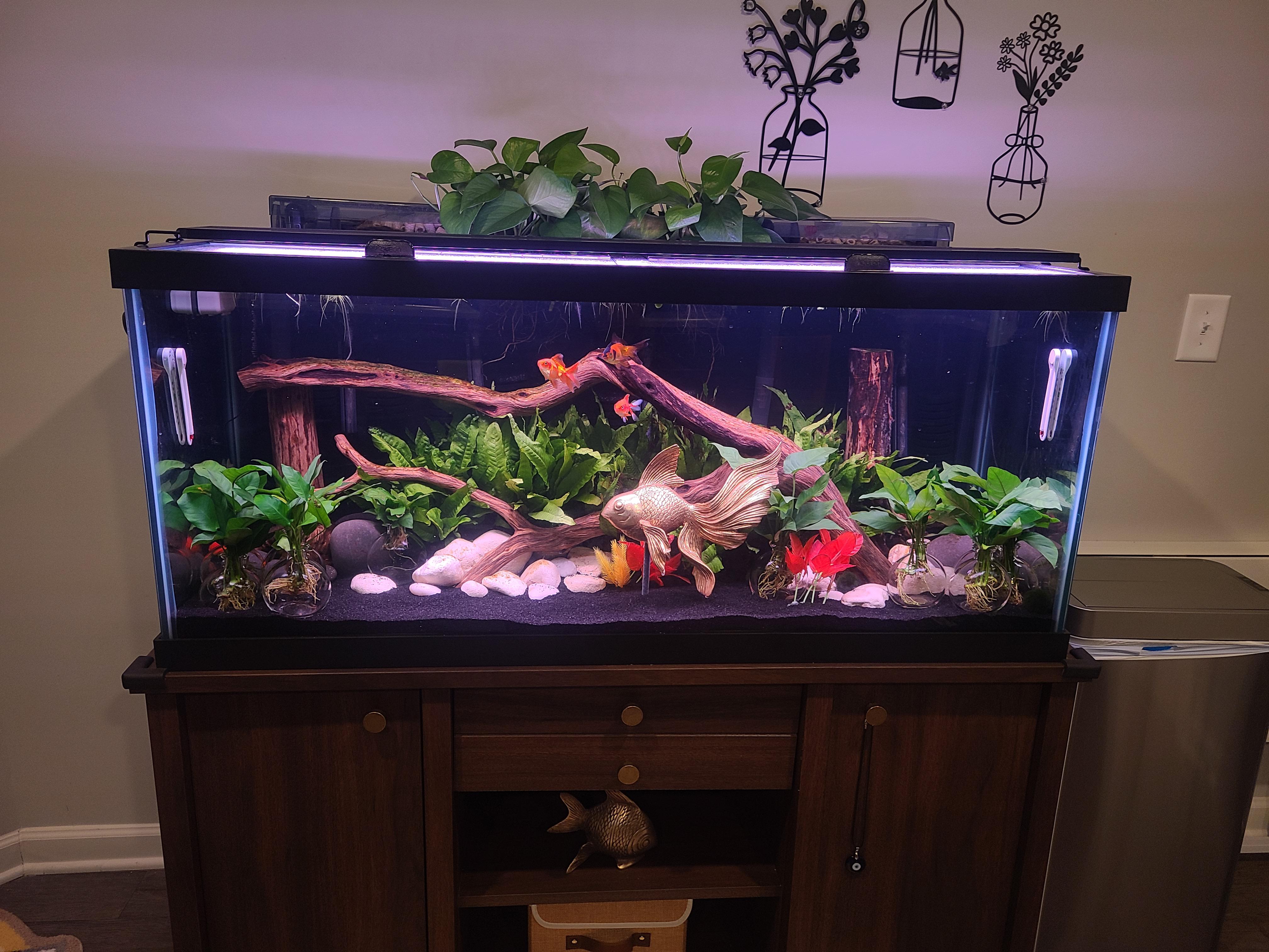 75 Gallon Fish Tank Setup