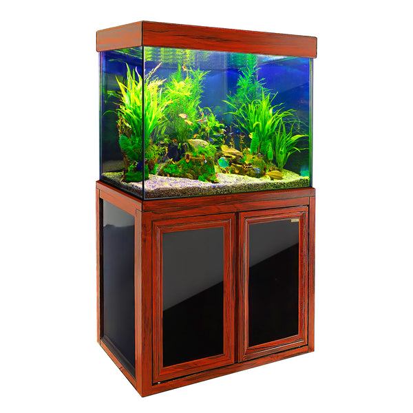 50 Gallon Fish Tank Setup