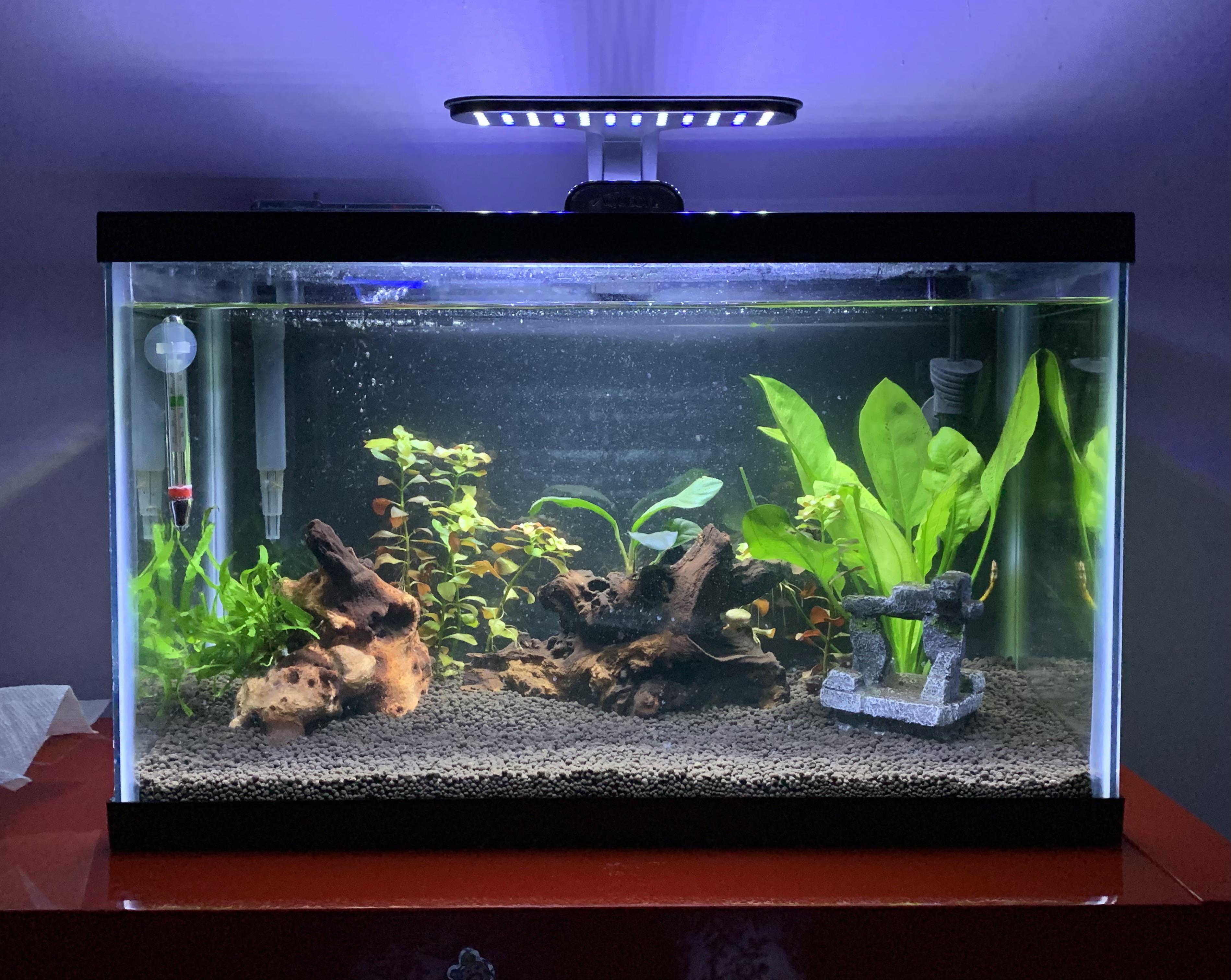 10 Gallon Aquarium