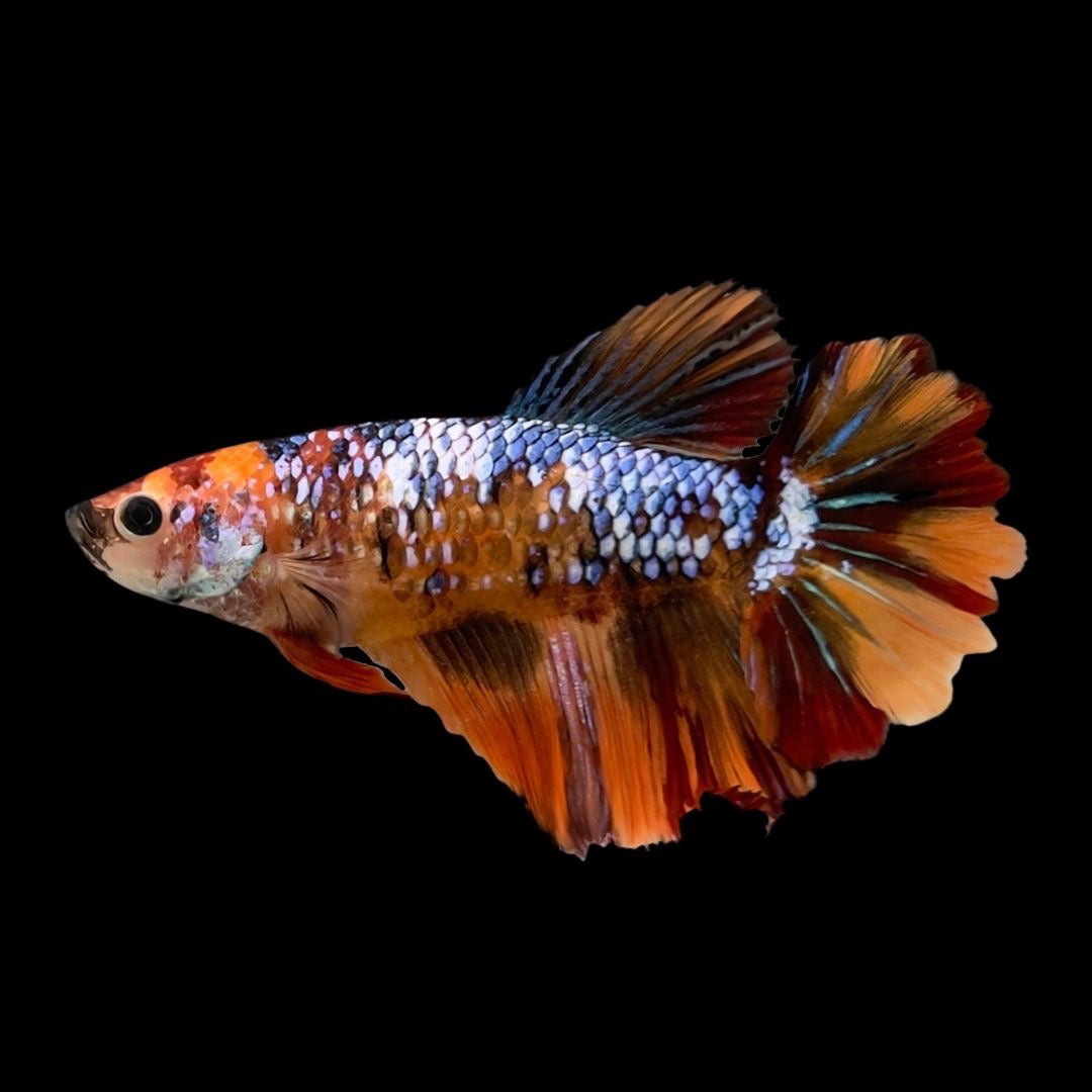 Koi Betta Fish