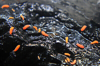 Springtails for Sale