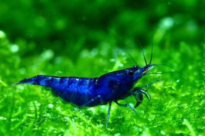 Blue Velvet Shrimp