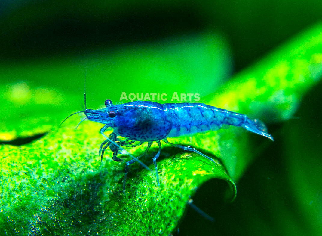 Blue Velvet Shrimp