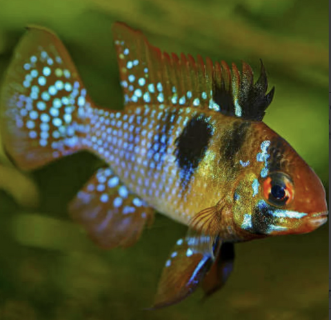 Blue Ram Cichlid