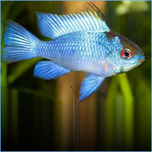 Blue Ram Cichlid