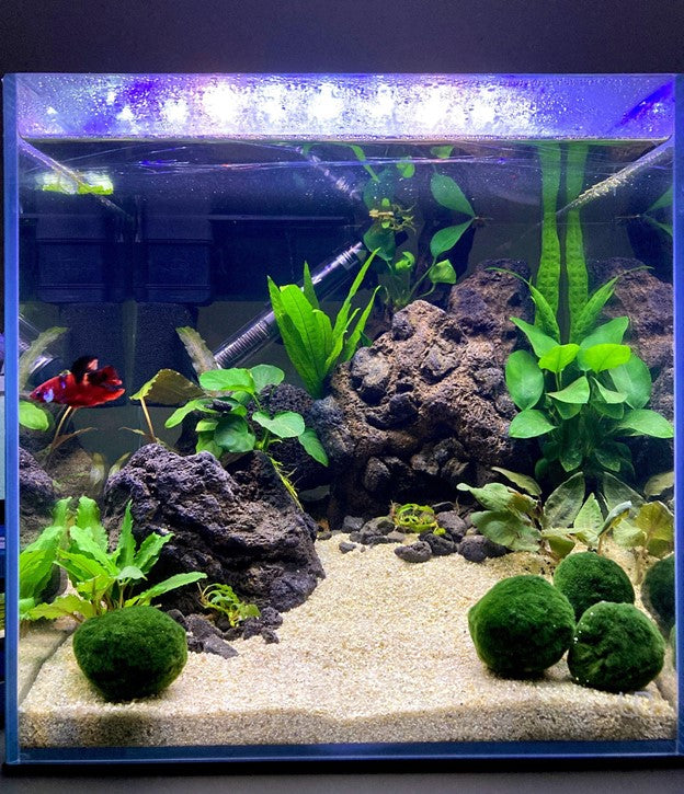 Beautiful Betta Fish Tank