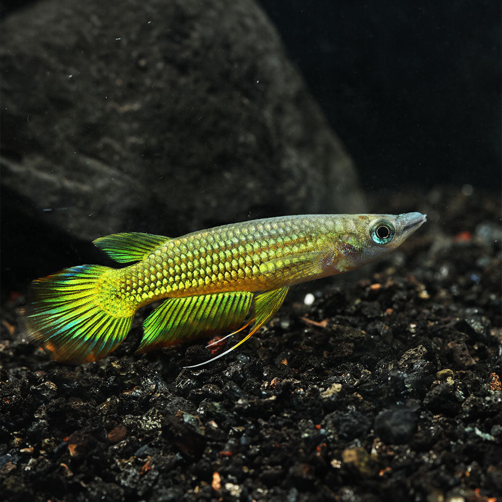 Golden Wonder Killifish