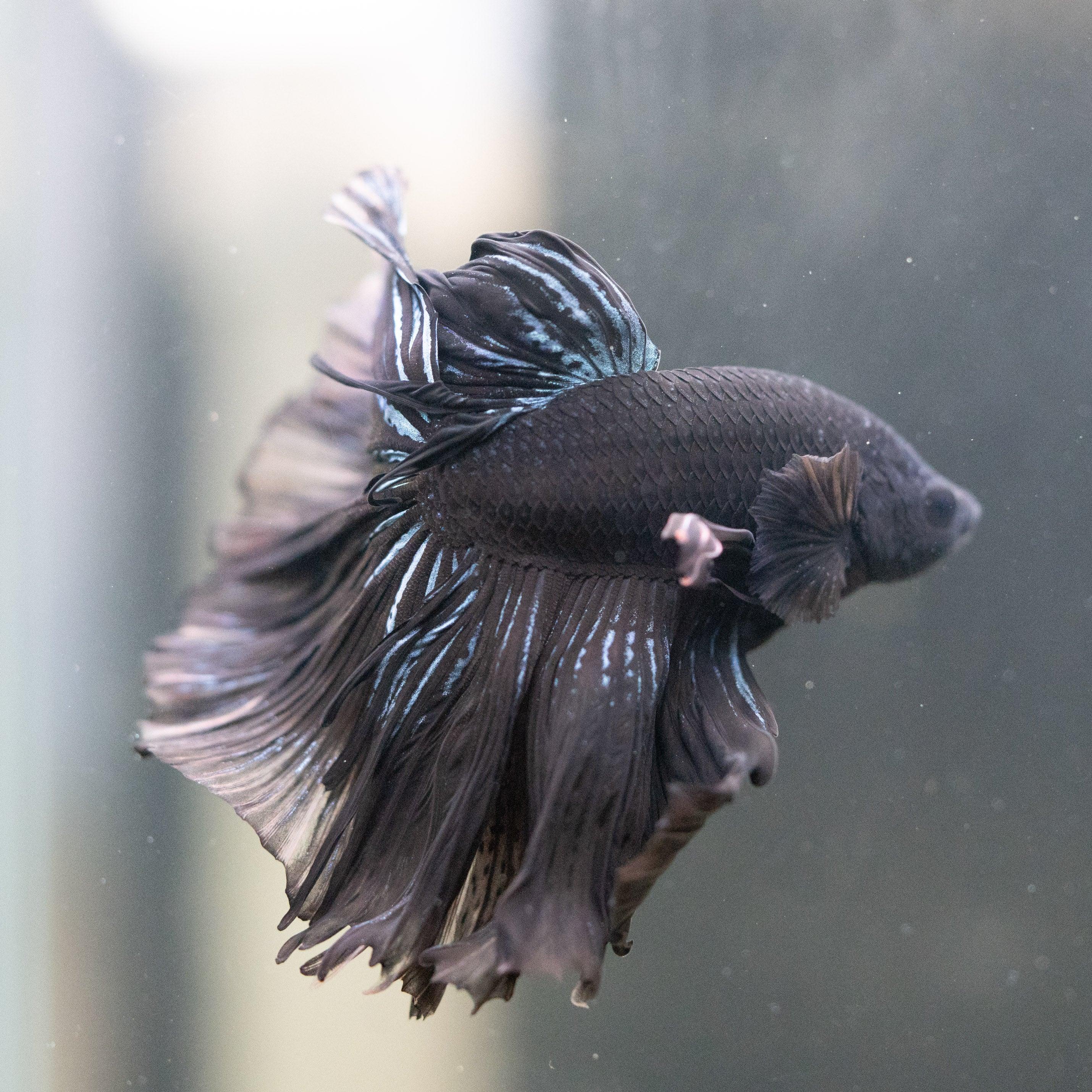 Stunning Black Betta Fish