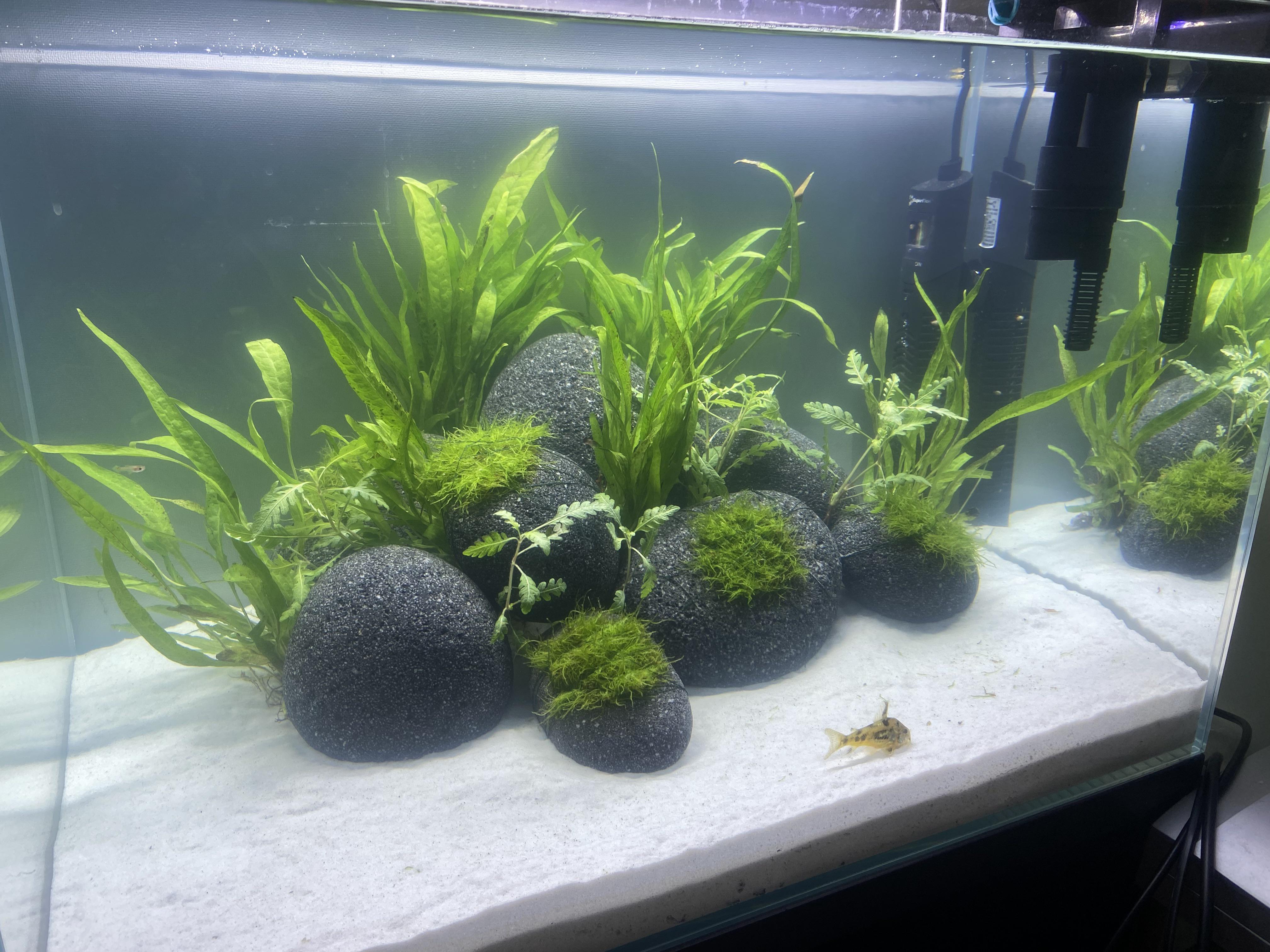 Beautifully Set Up 30 Gallon Aquarium