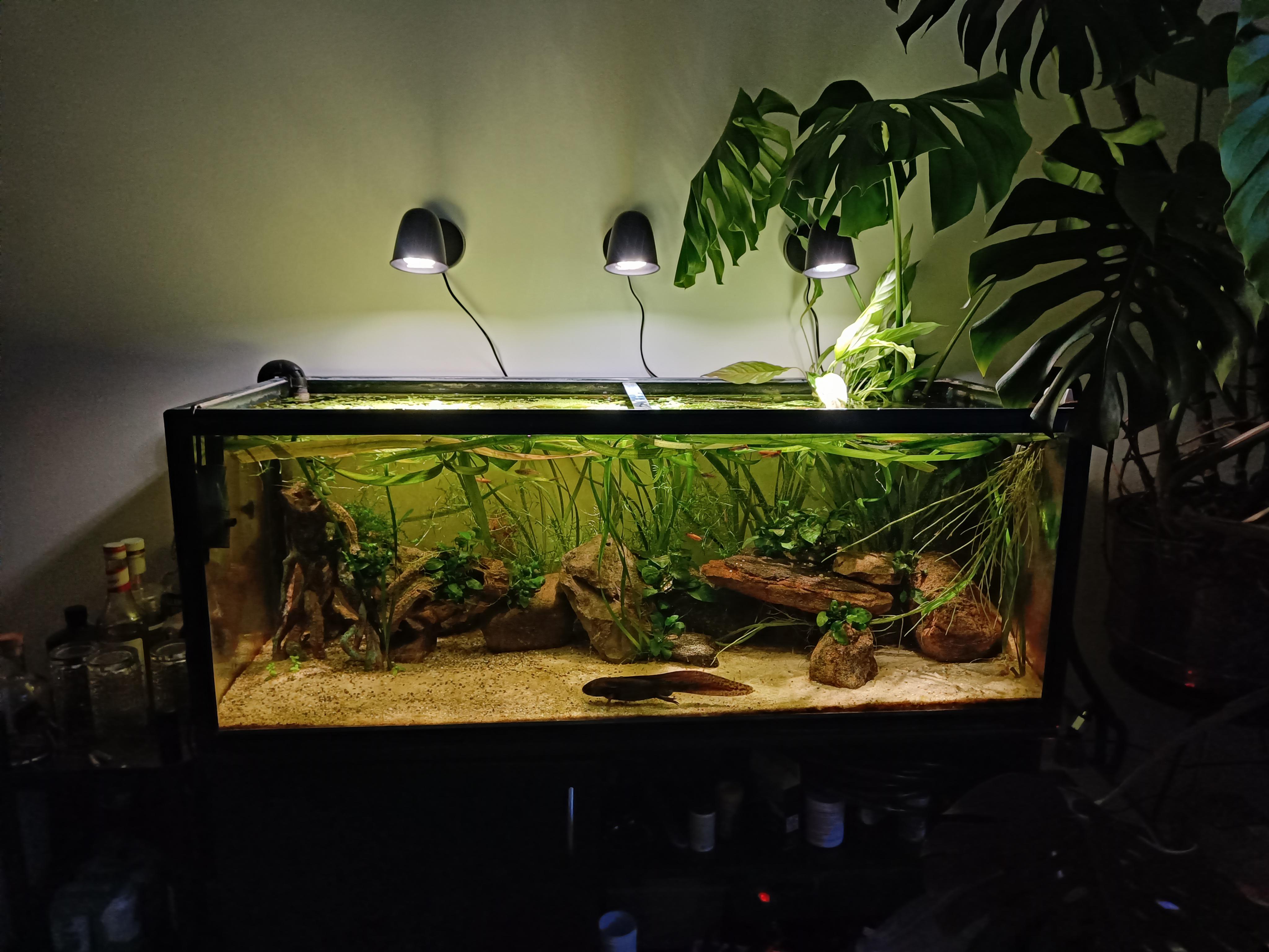 Fish tank lighting