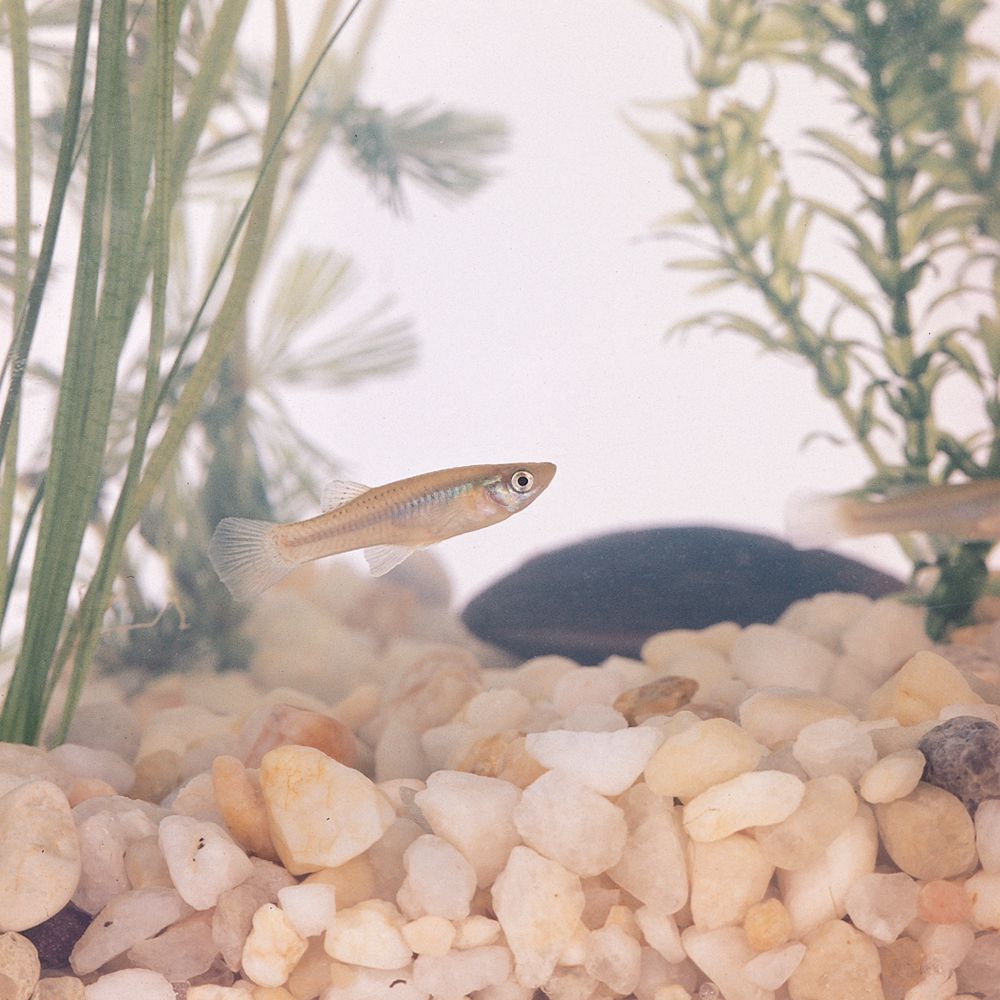 Healthy Mosquito Fish in a Tank