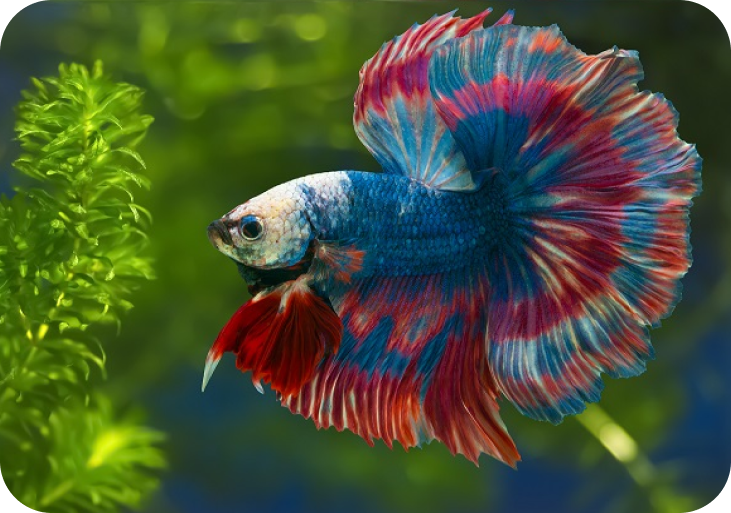 Betta fish near me