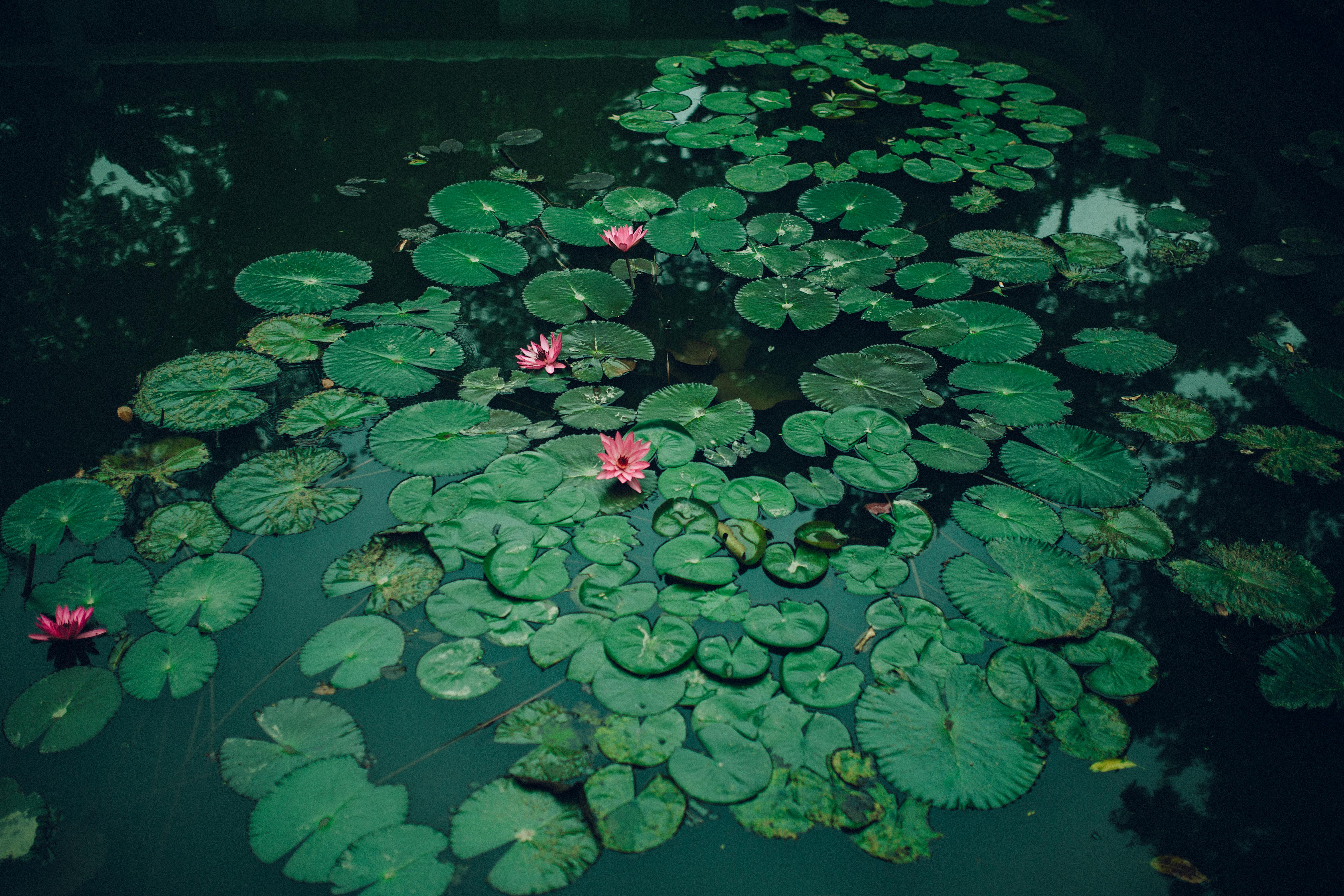 Floating plants for aquarium