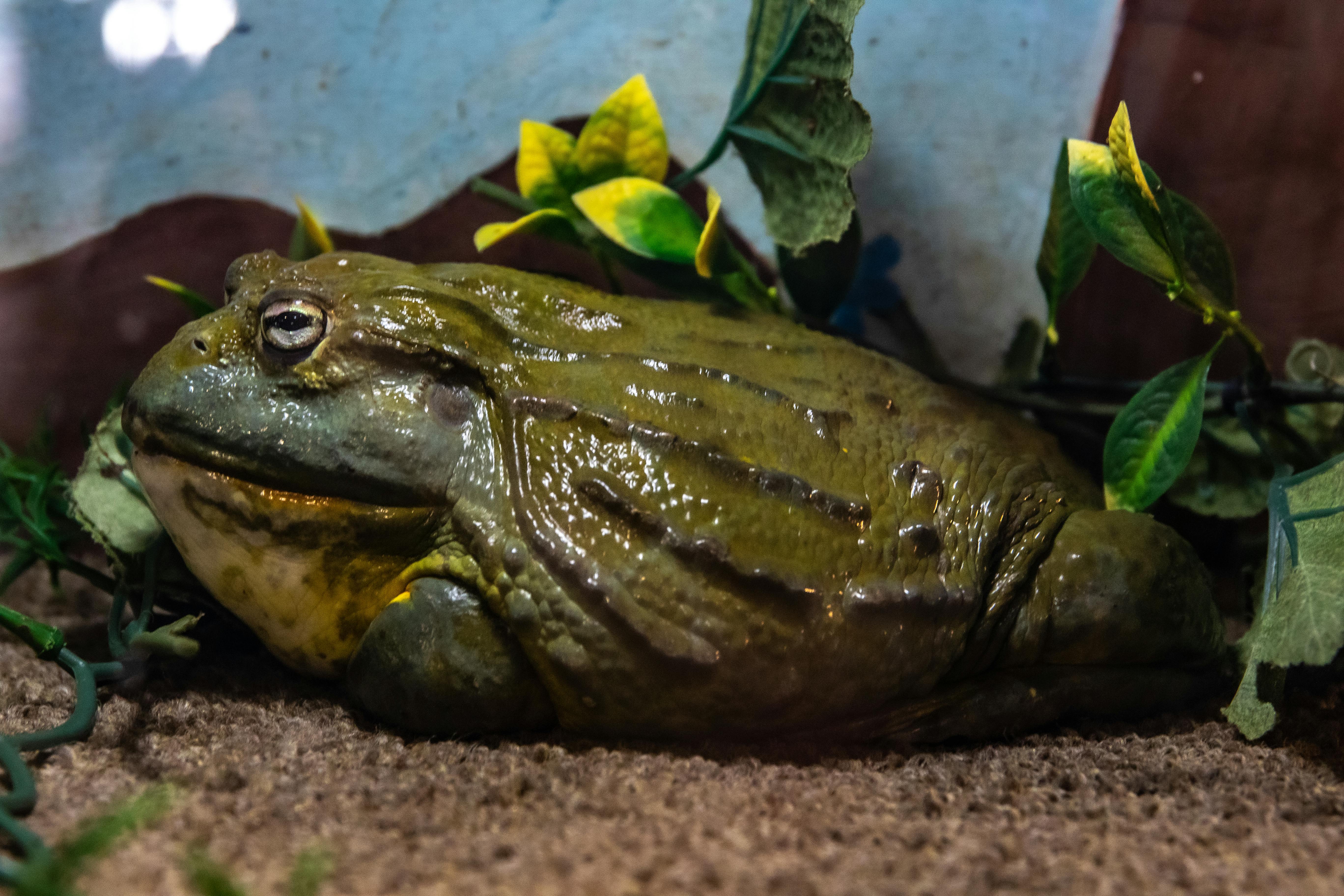 African Dwarf Frog Tank