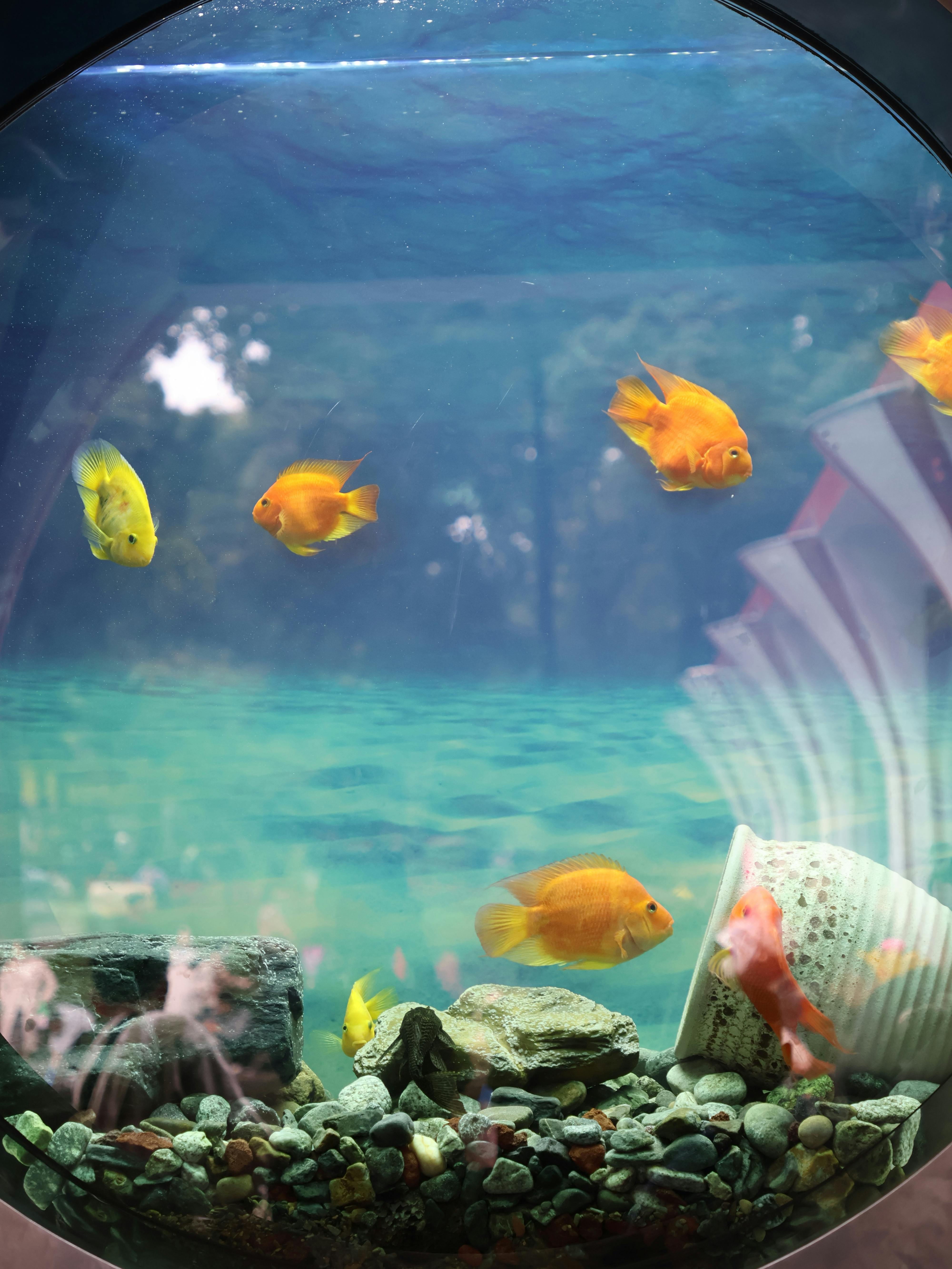 Goldfish with tank mates in a harmonious aquarium