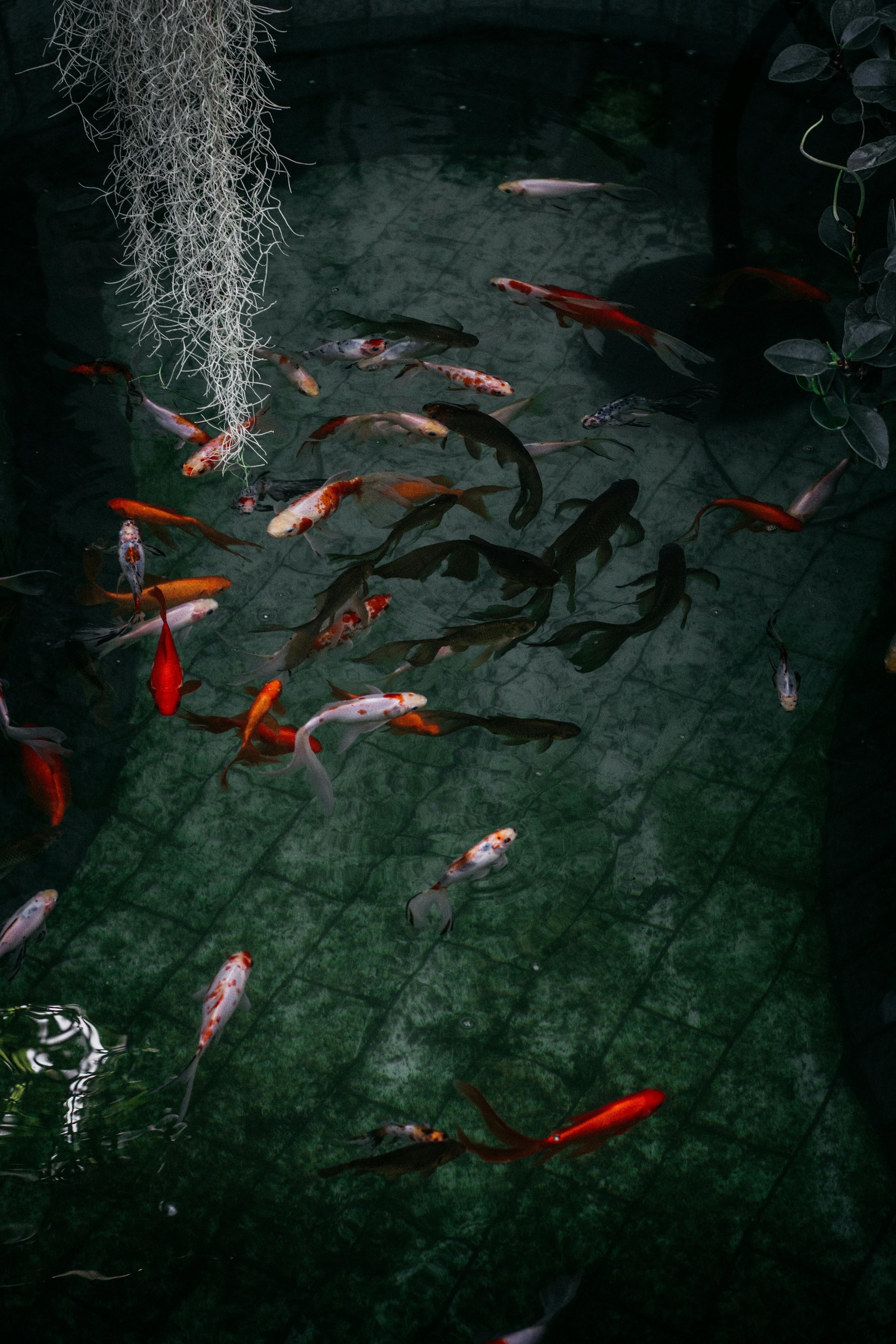 Different Varieties of Koi Fish