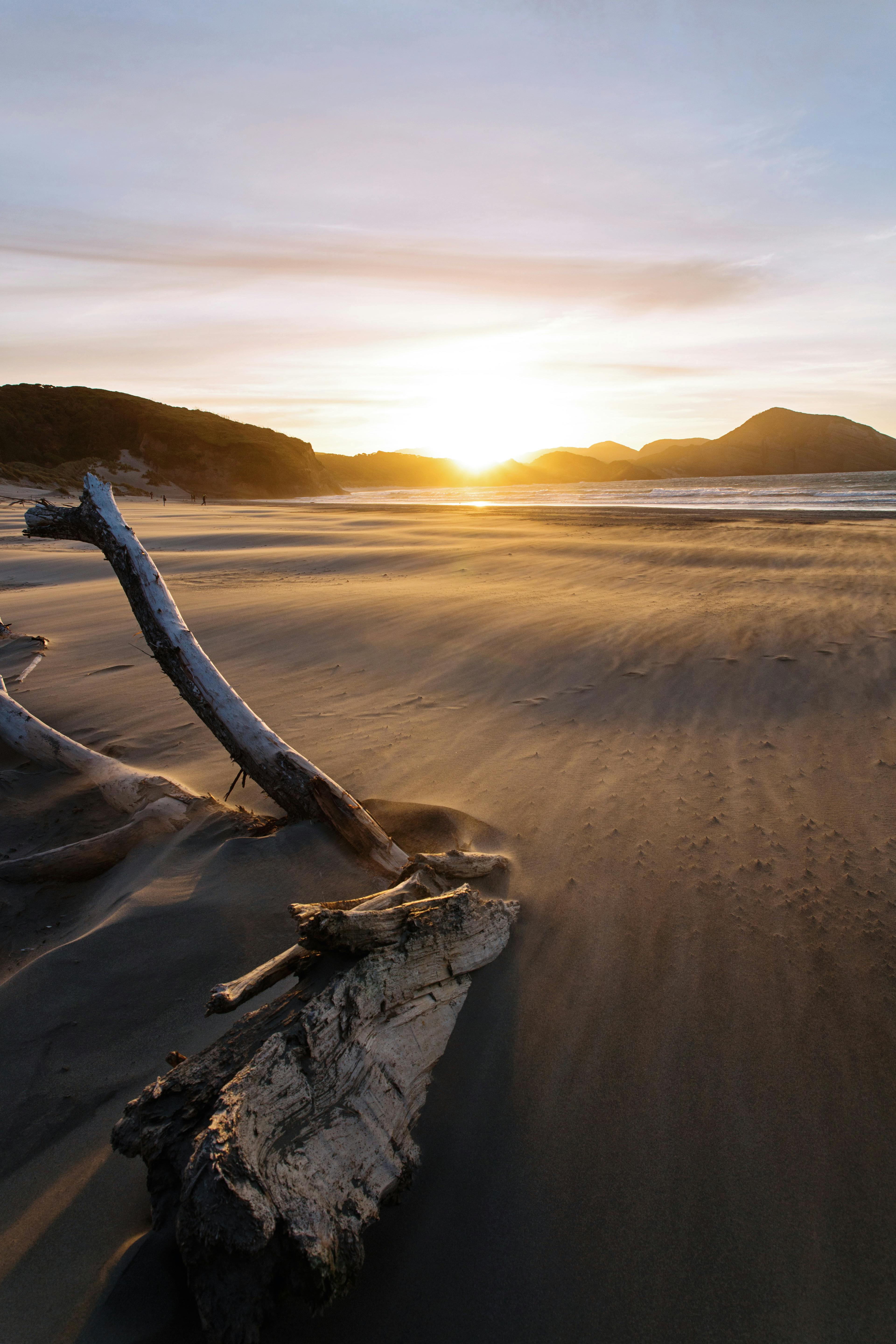 Driftwood for Aquariums