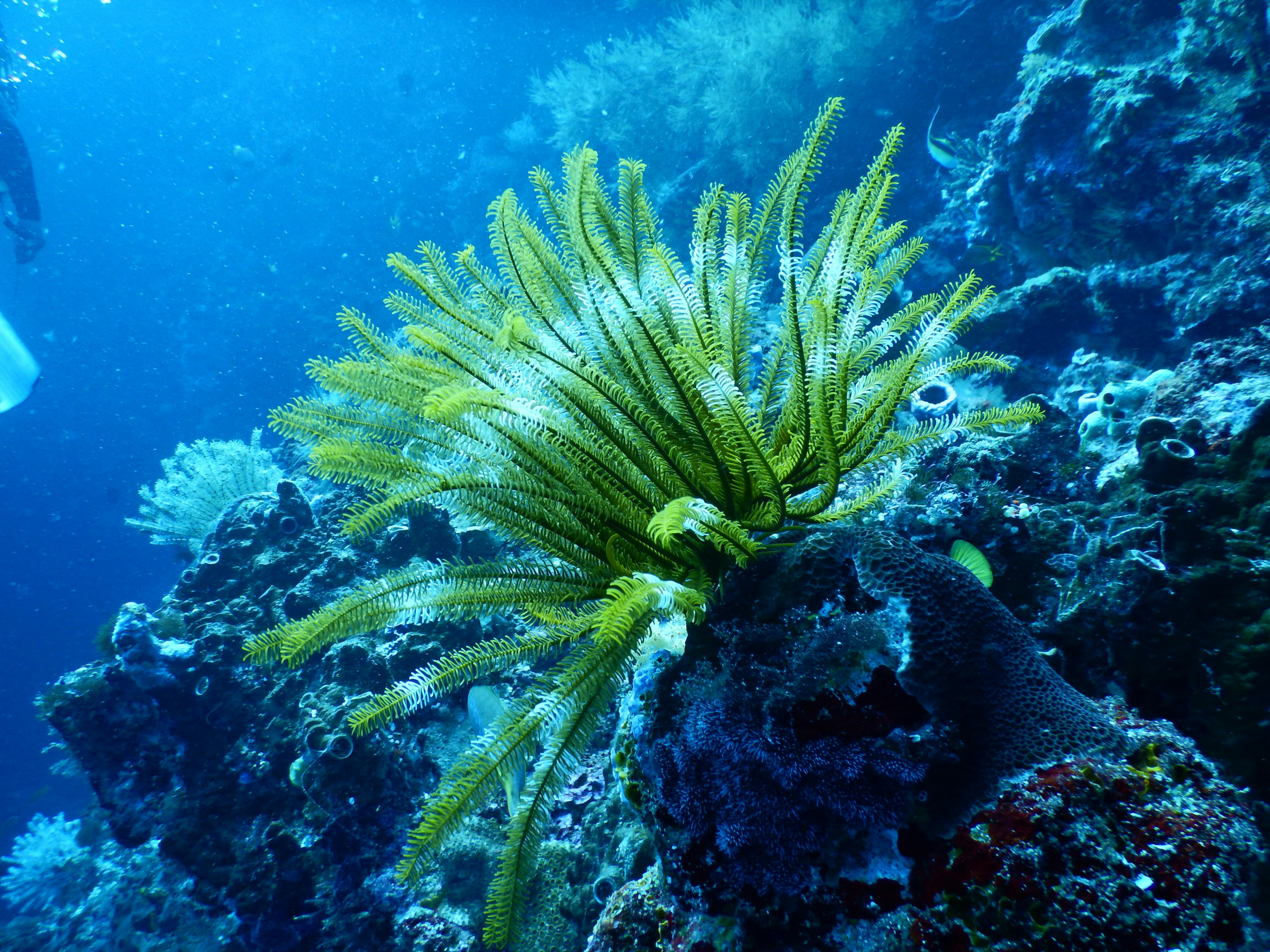 Healthy Marine Fish in Reef Aquarium